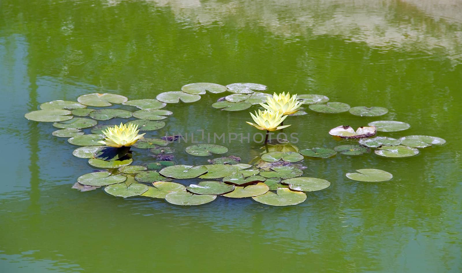 Lotus in nature on natural background