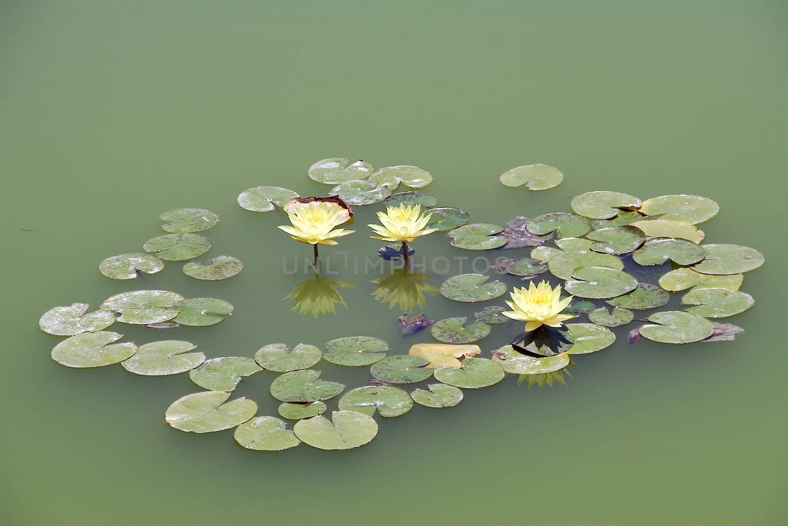 Lotus by Vladimir