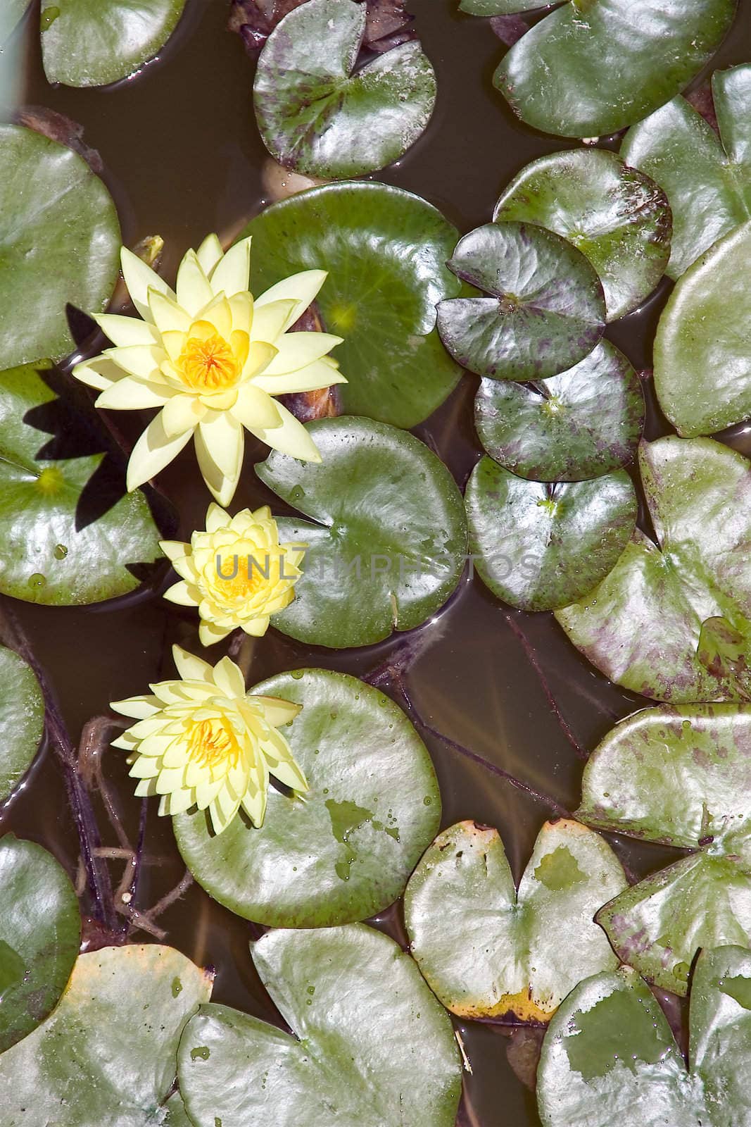 Lotus in nature on natural background