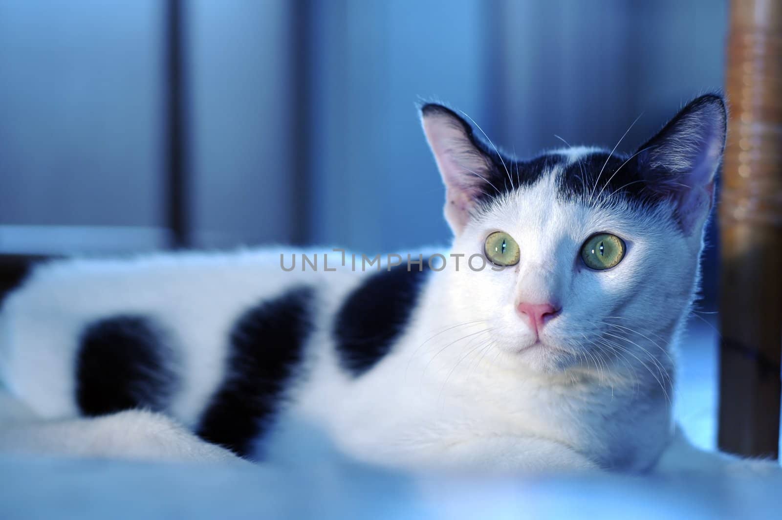 A very alert cat staring on something, shallow focus on eye.