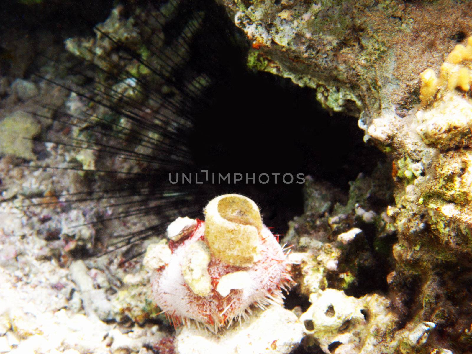 Sea urchins by vintrom