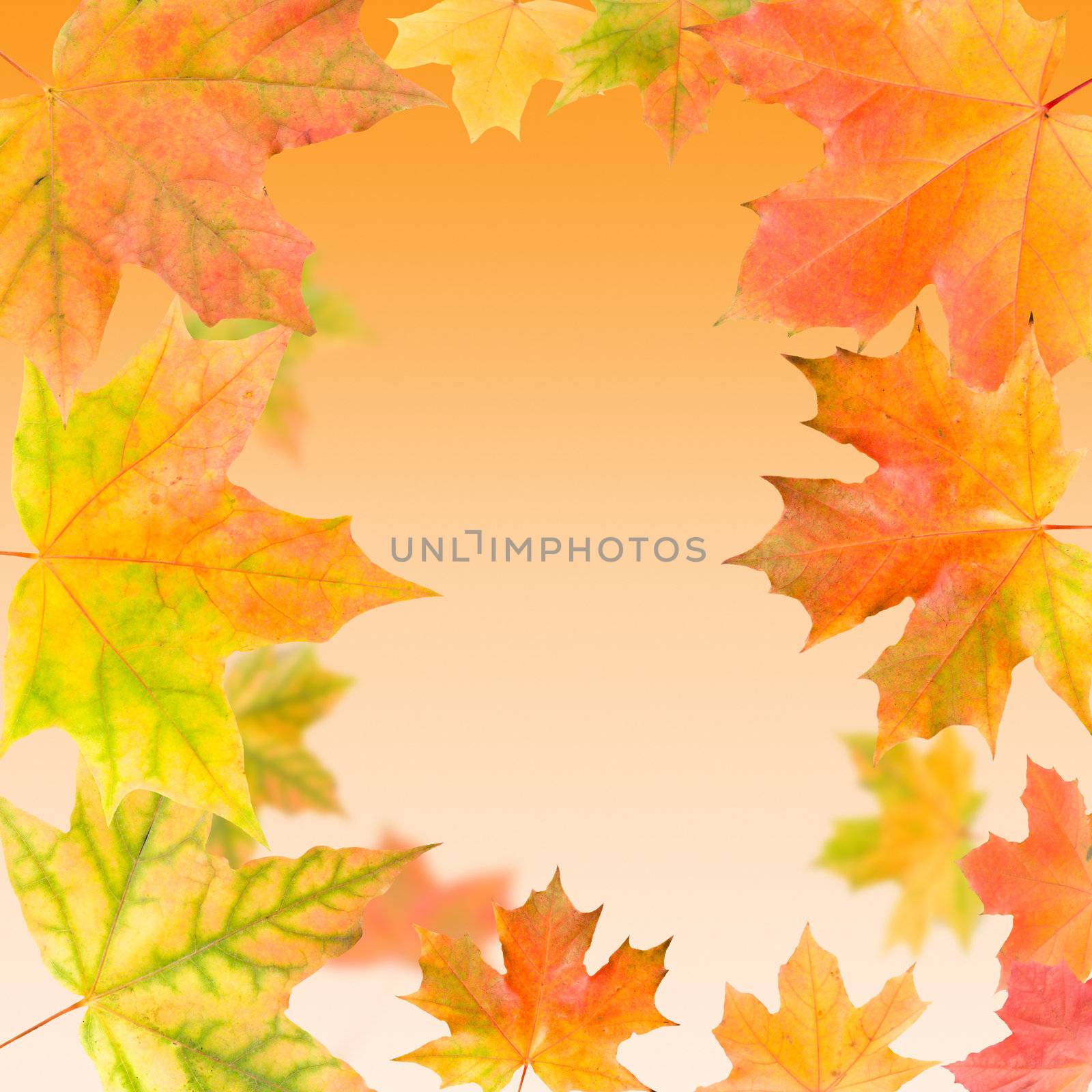 autumn maple leaves background by Alekcey