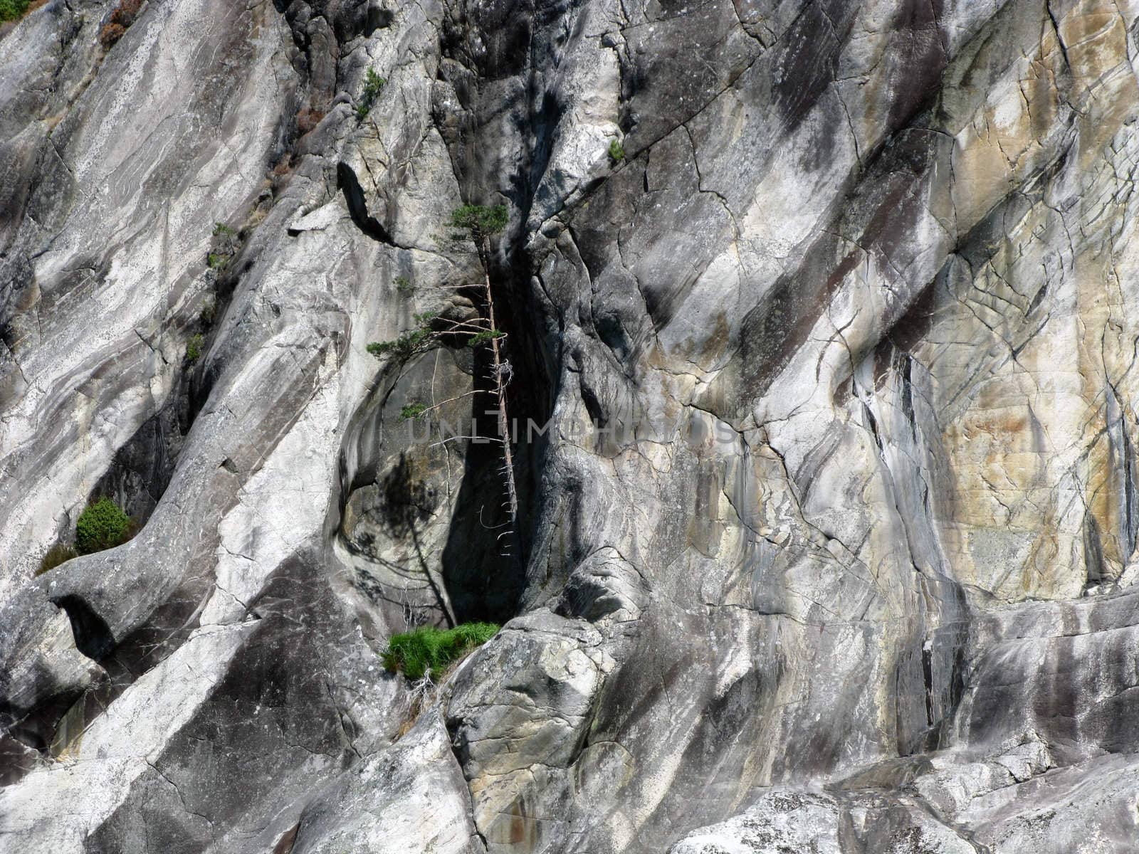 old pine tree in the mountain's break