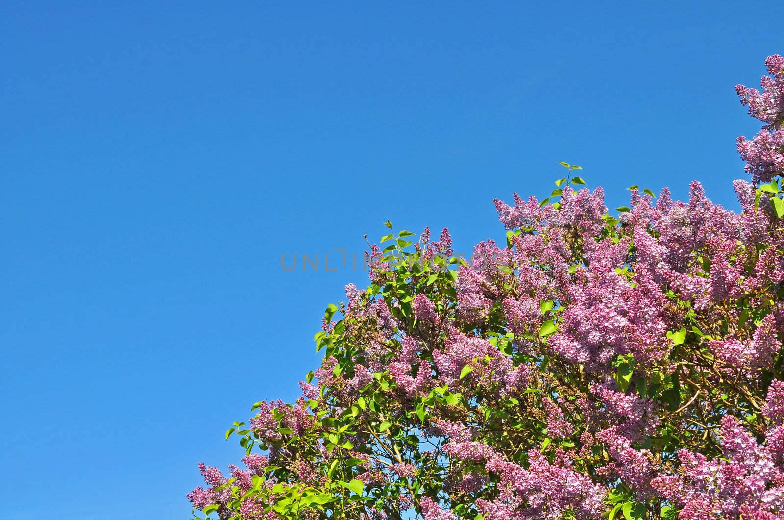 Pink lilac blossom and blue sky.