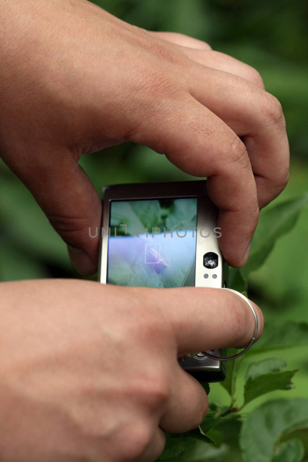 taking picture in the forest