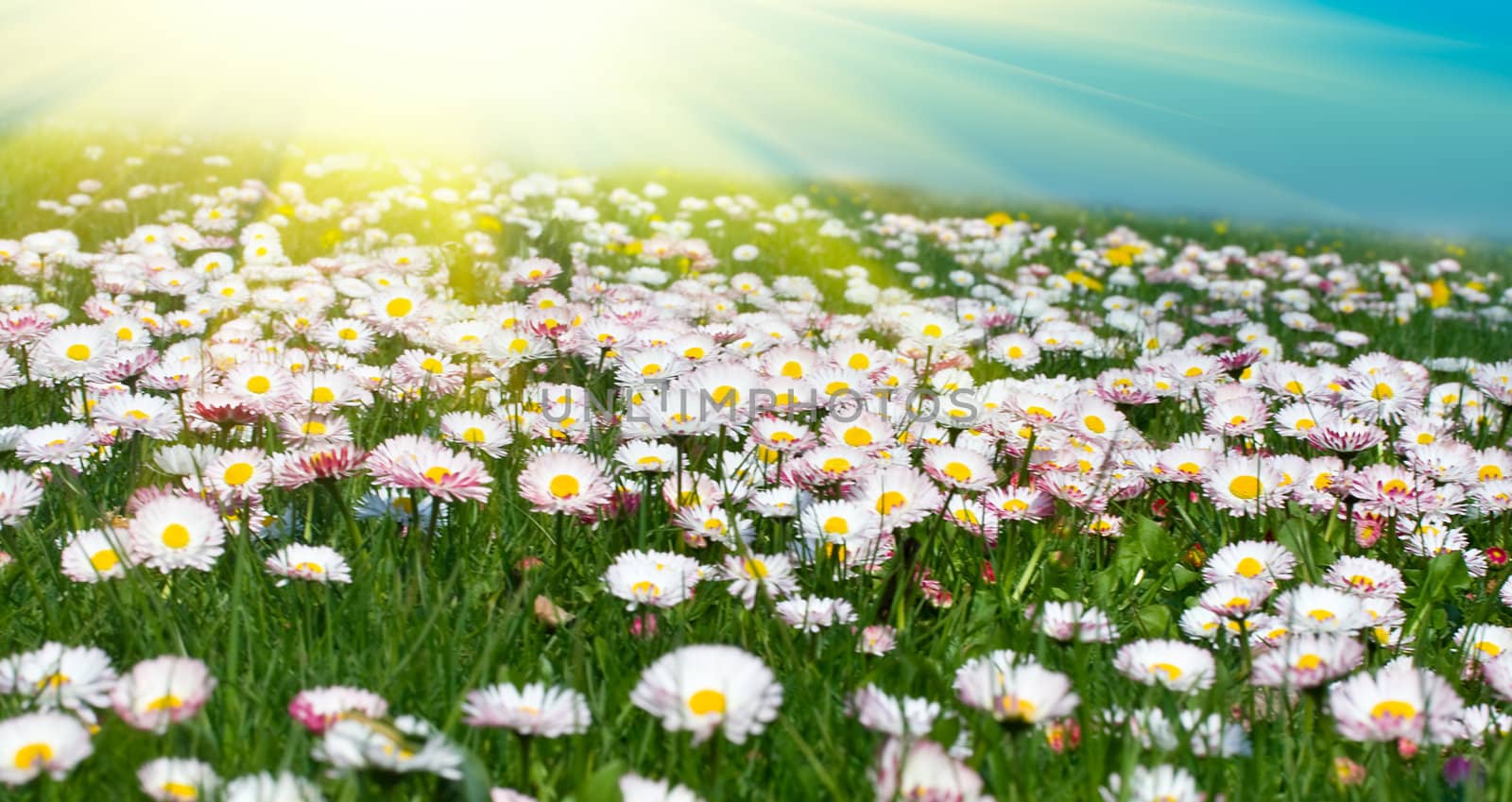 spring big chamomiles meadow on sunrise