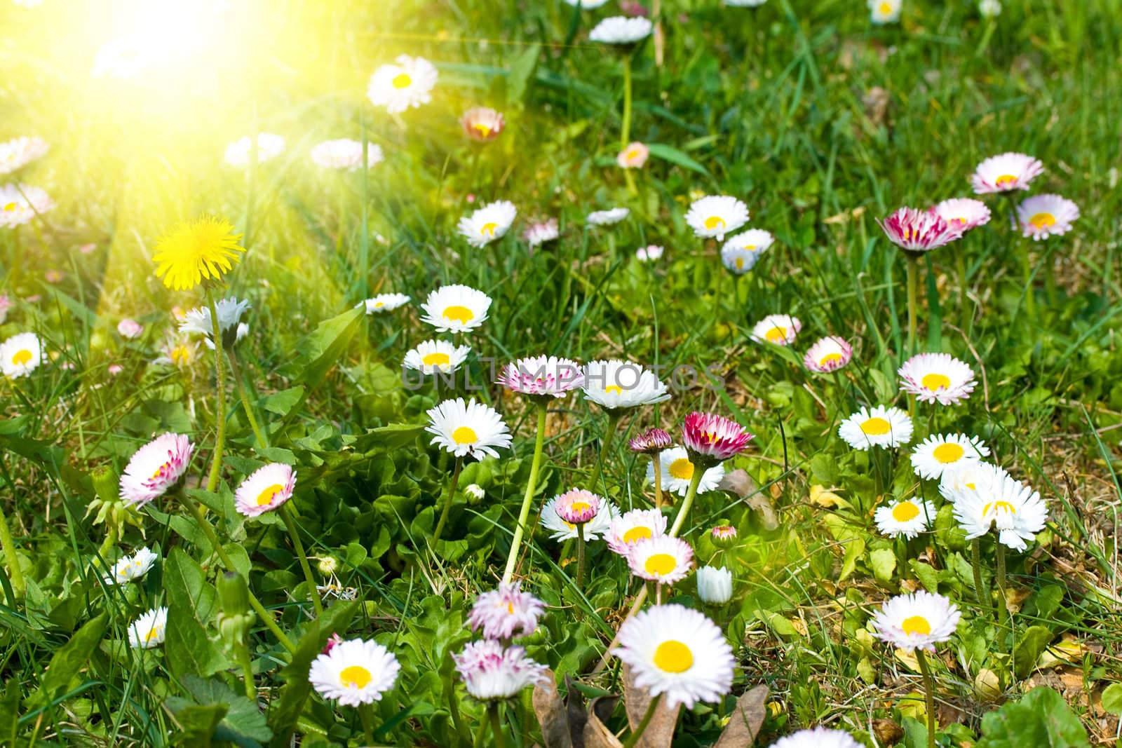 spring chamomiles meadow on sunrise