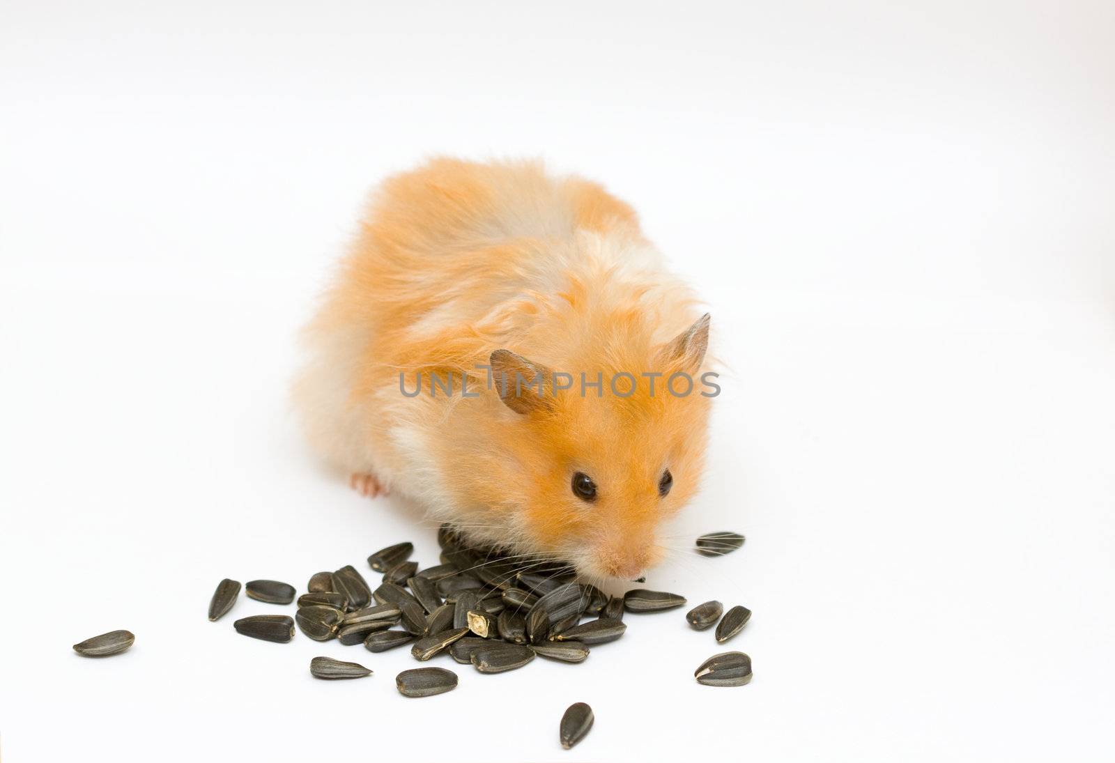 orange color syrian hamster with sunflower