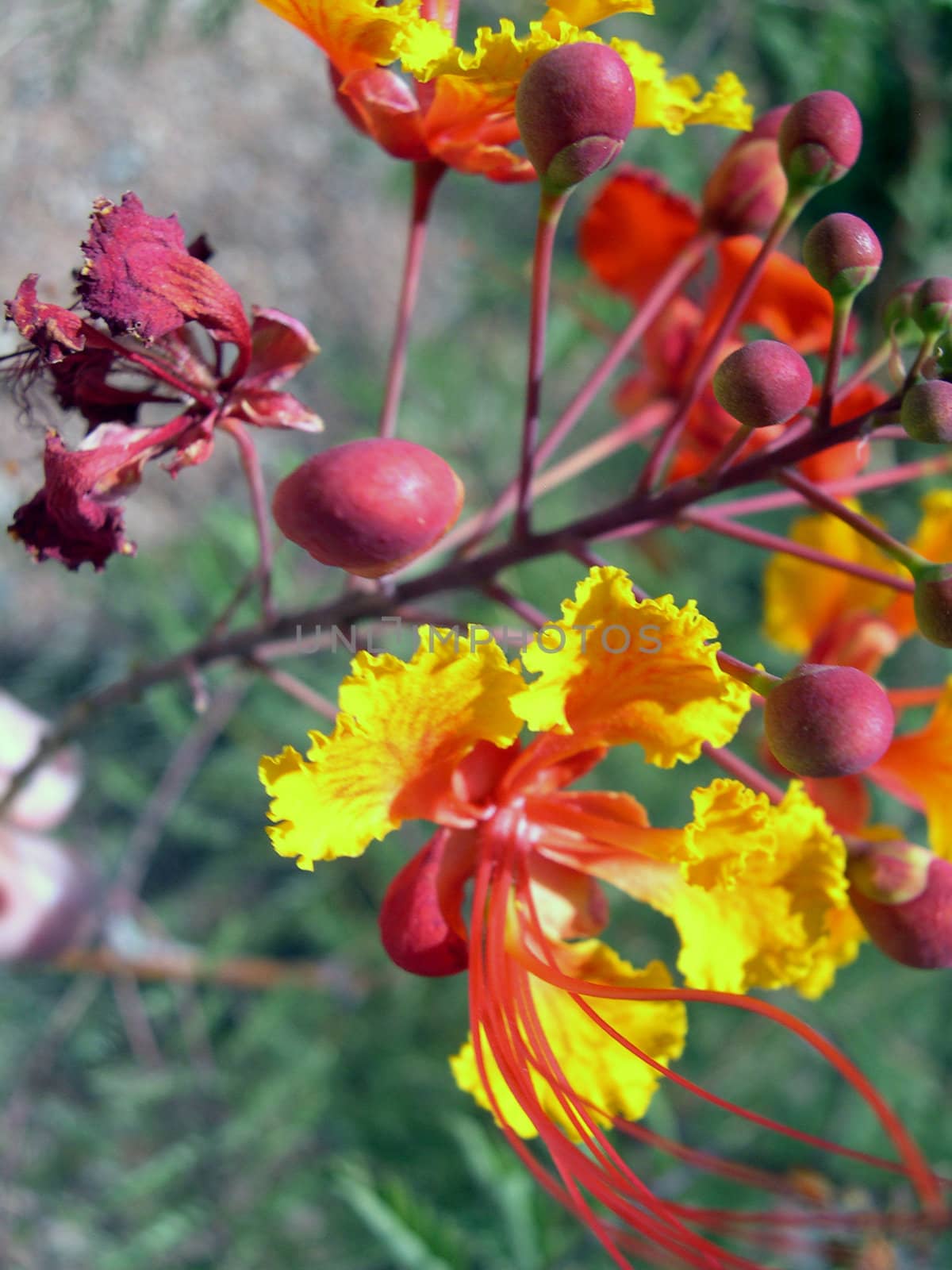 a bright yellow and red flower.