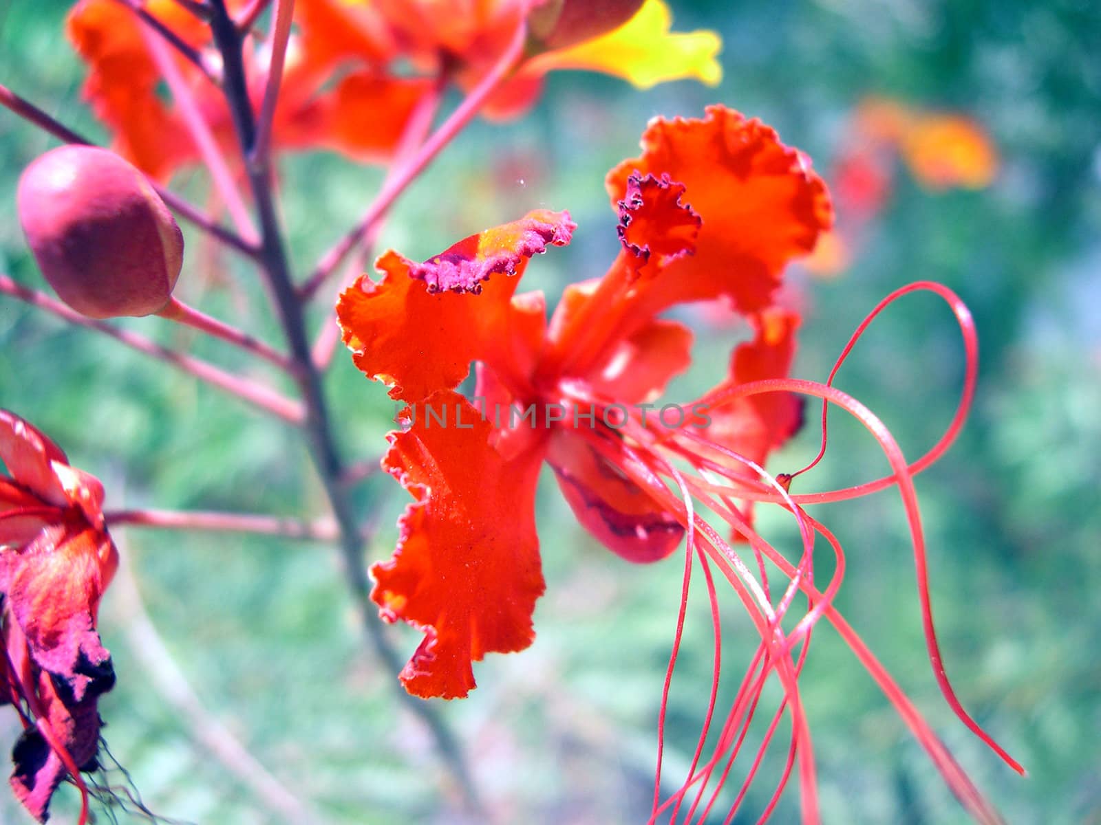 a bright red flower in a garden