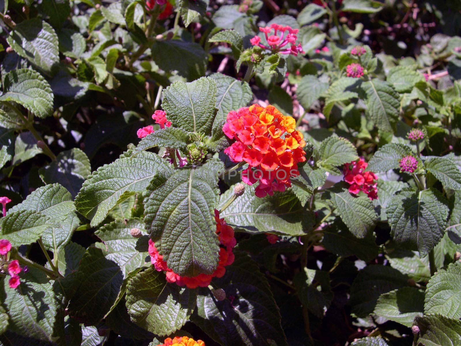 a mint plant with red flowers blooming on it