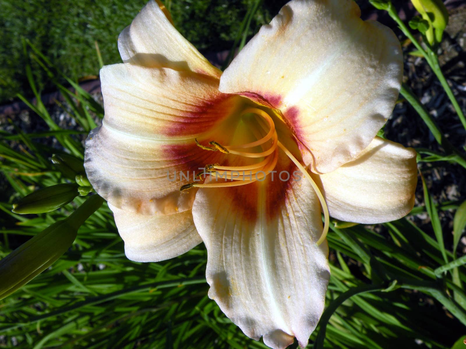 a close-up photograph of a white flower with red.