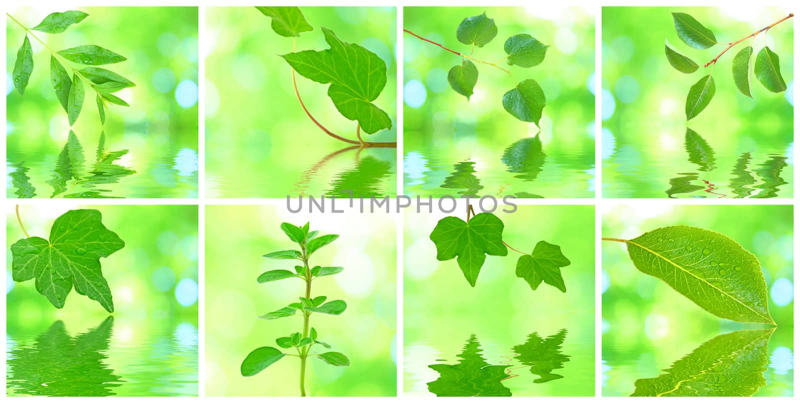 Collage of grenn leaves by juweber