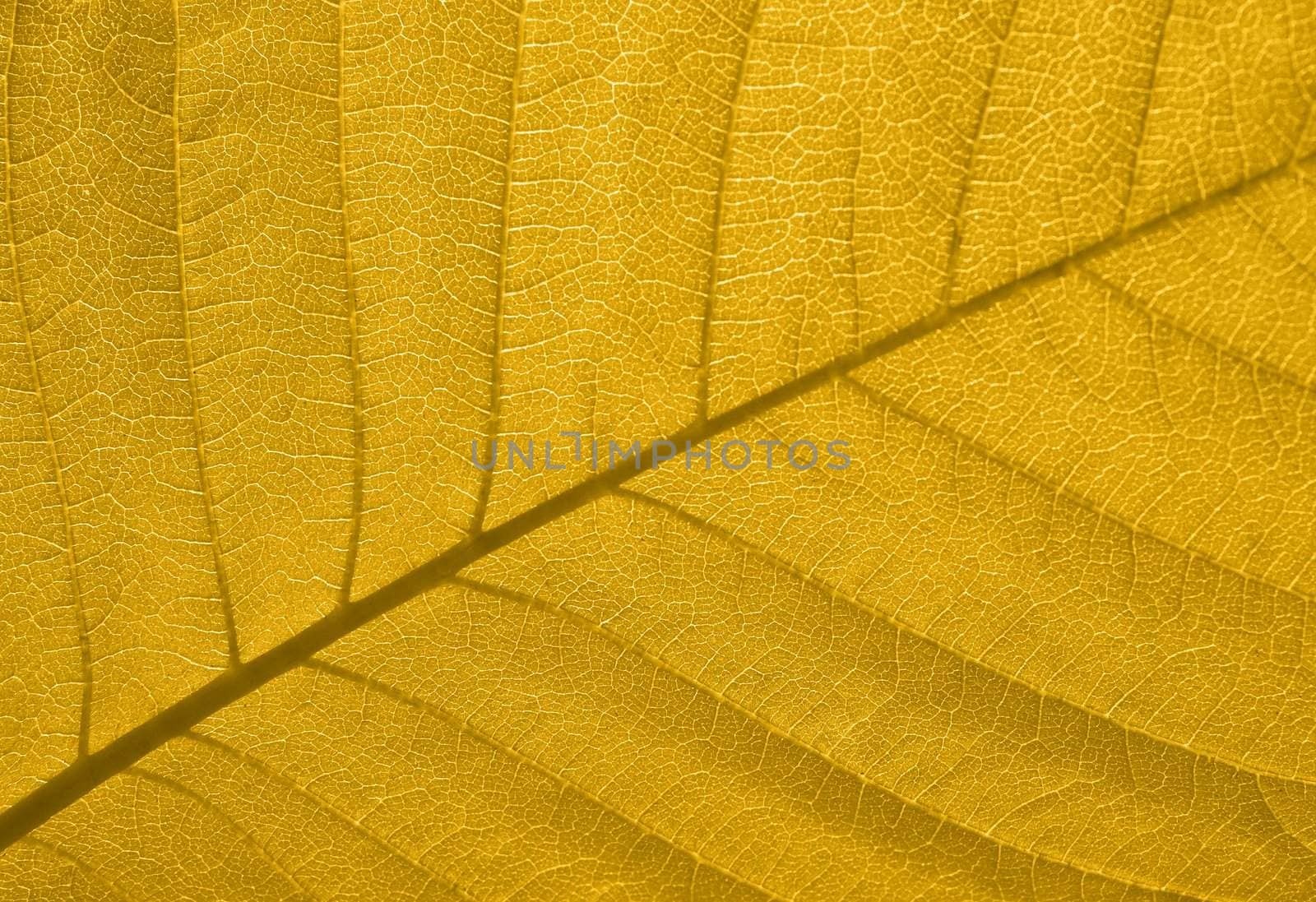 Close-up of a yellow autumn leaf in back-light