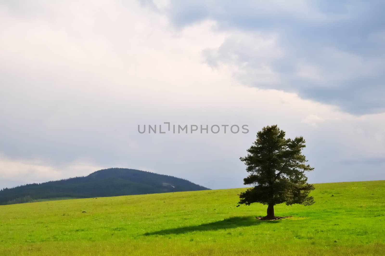 A single evergreen tree stands in a green summer field against a stormy grey Montana sky.