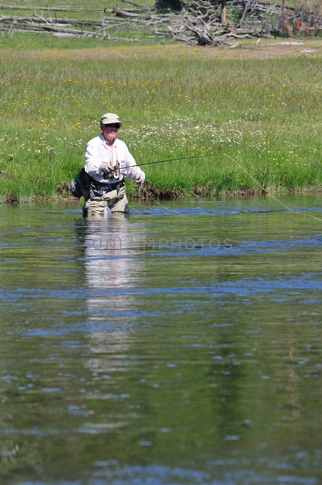 Active senior man laying out his flyfishing line in the Firehole River of Yellowstone Park.