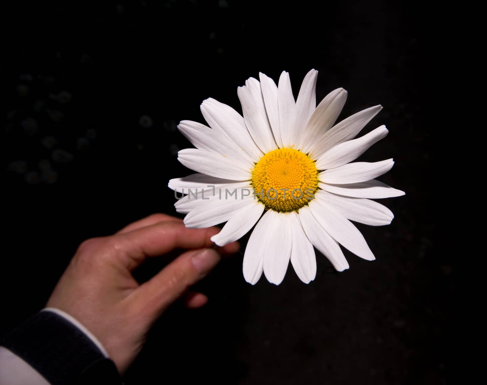 close up of a bright  daisy holding by an out of focus hand