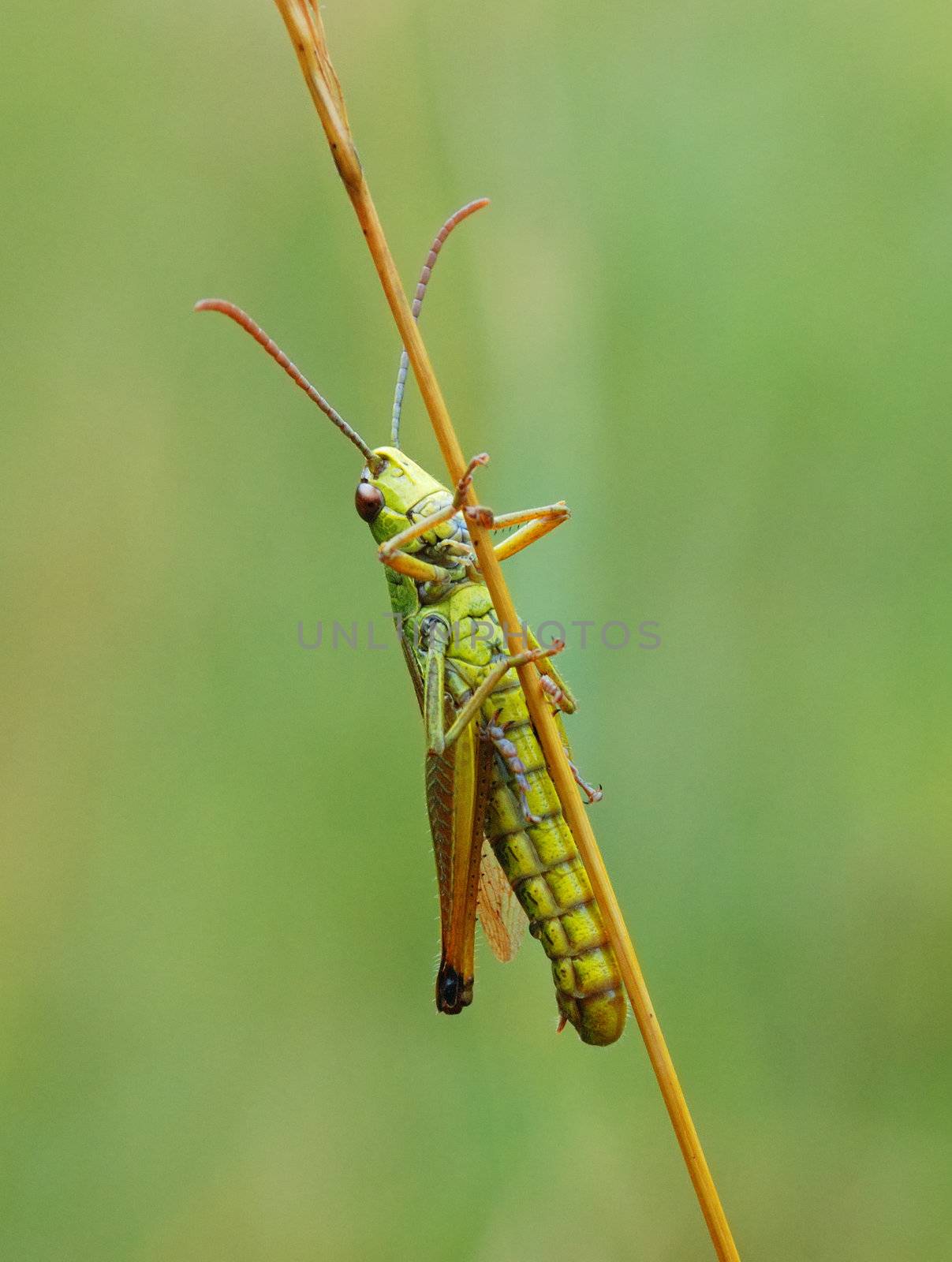 Green grasshopper (family Tettigonioidea)