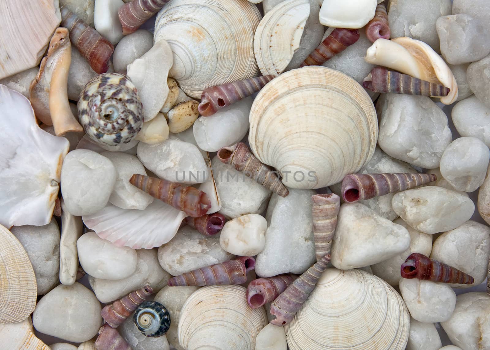 Stones and Shells by grandaded