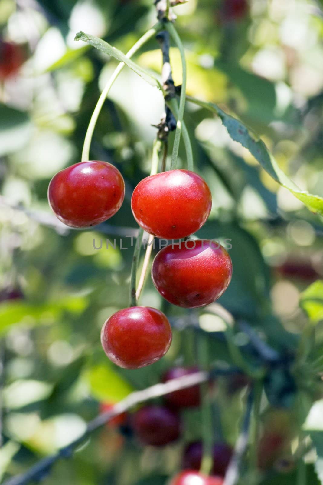 big sweet and juicily cherries on a Tree.