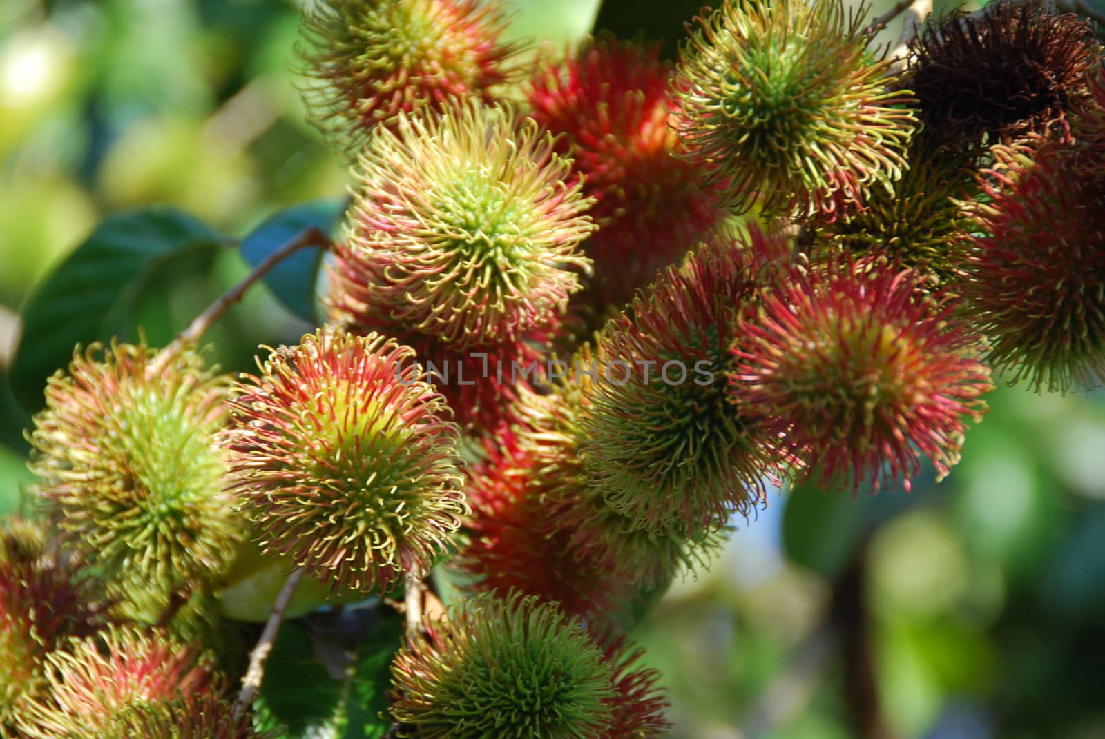 Close-up of rambutan fruit growing on a tree