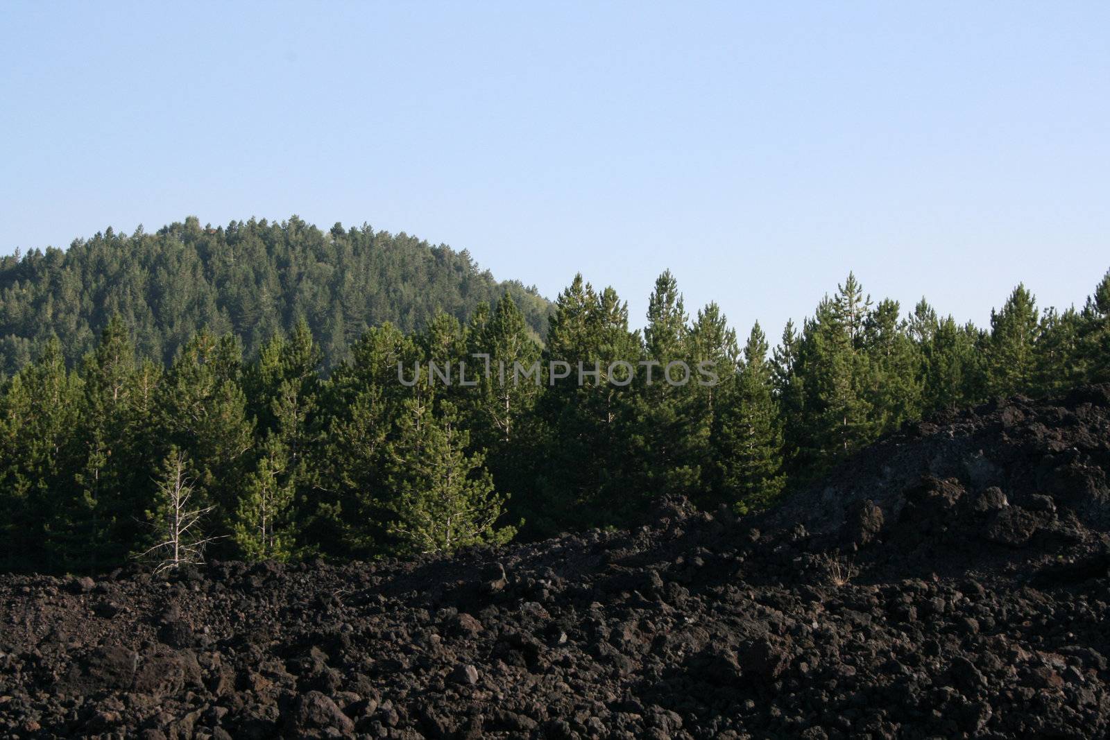 trees and lava on a mountain