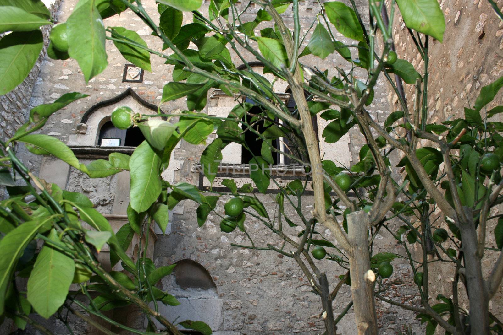 lemon tree in court yard