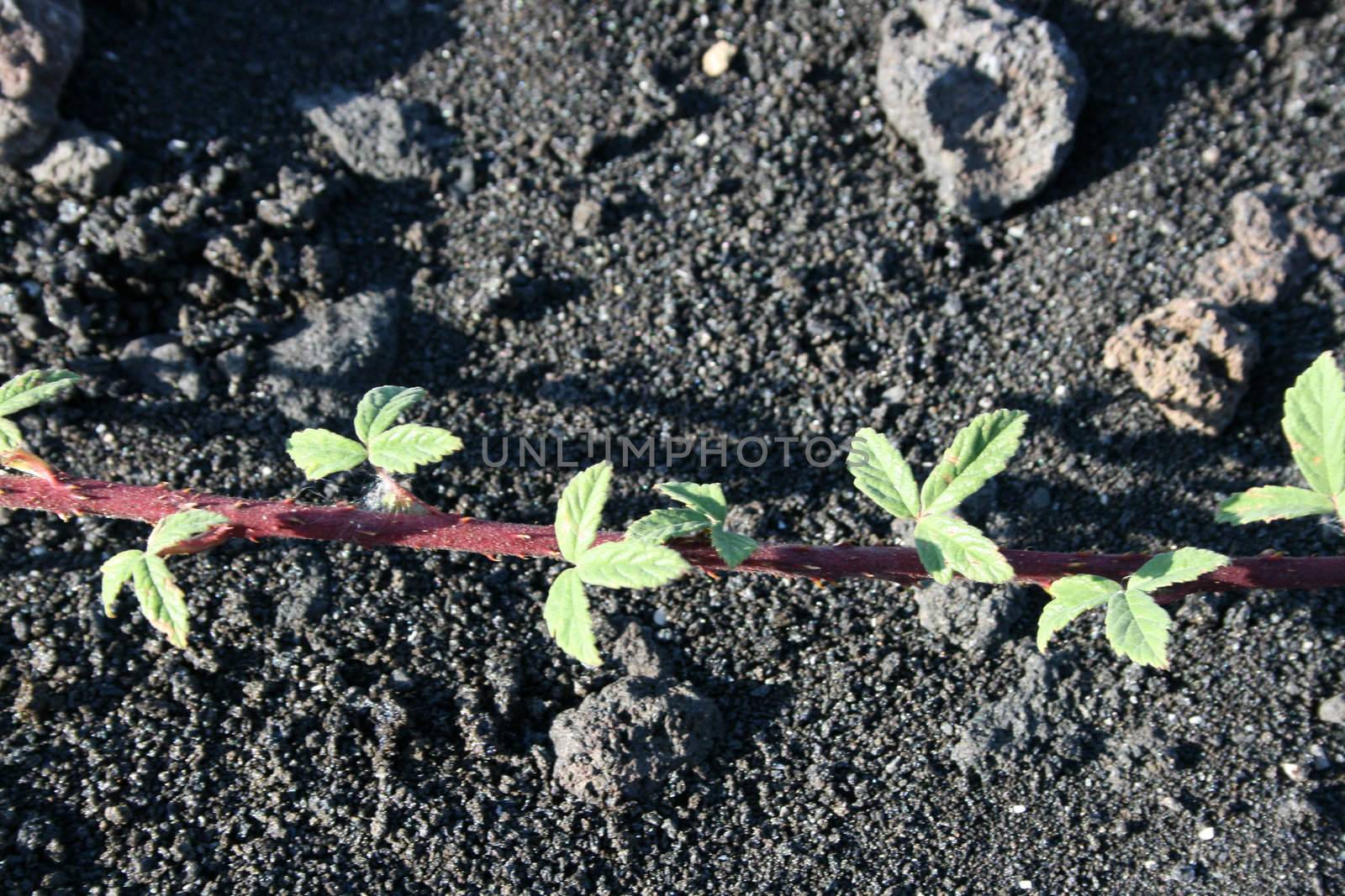 Life growing on Etna's Lava