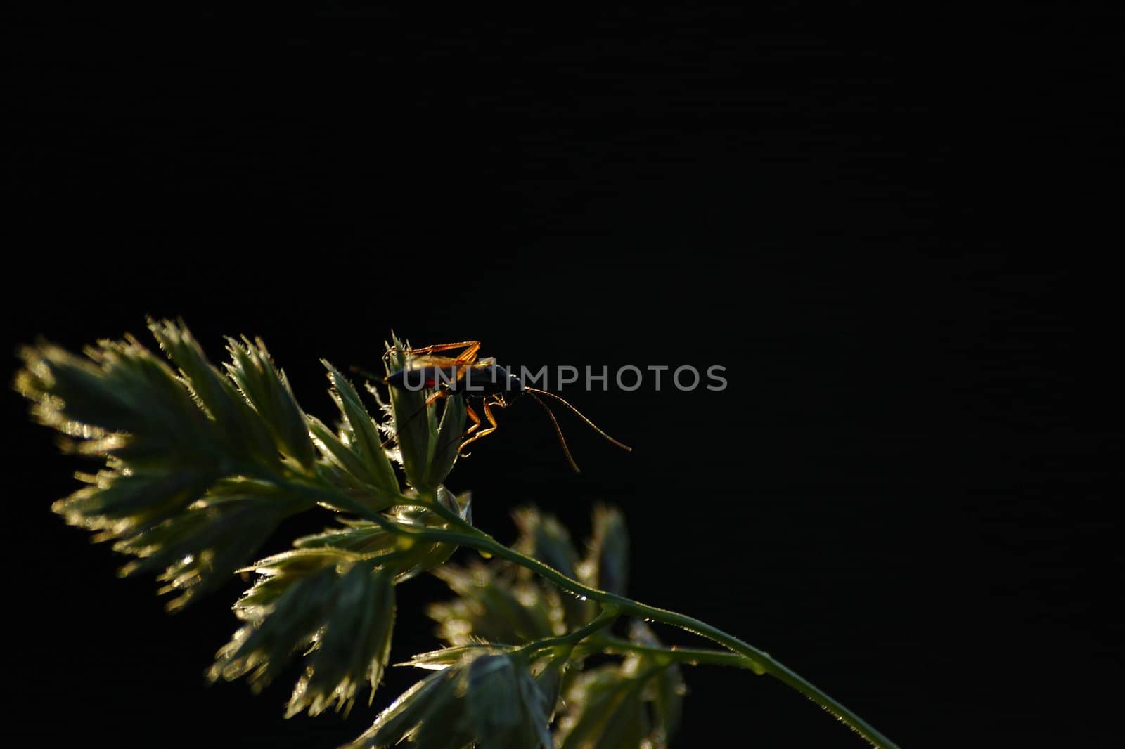 beetle on the stalk , horizontally framed shot