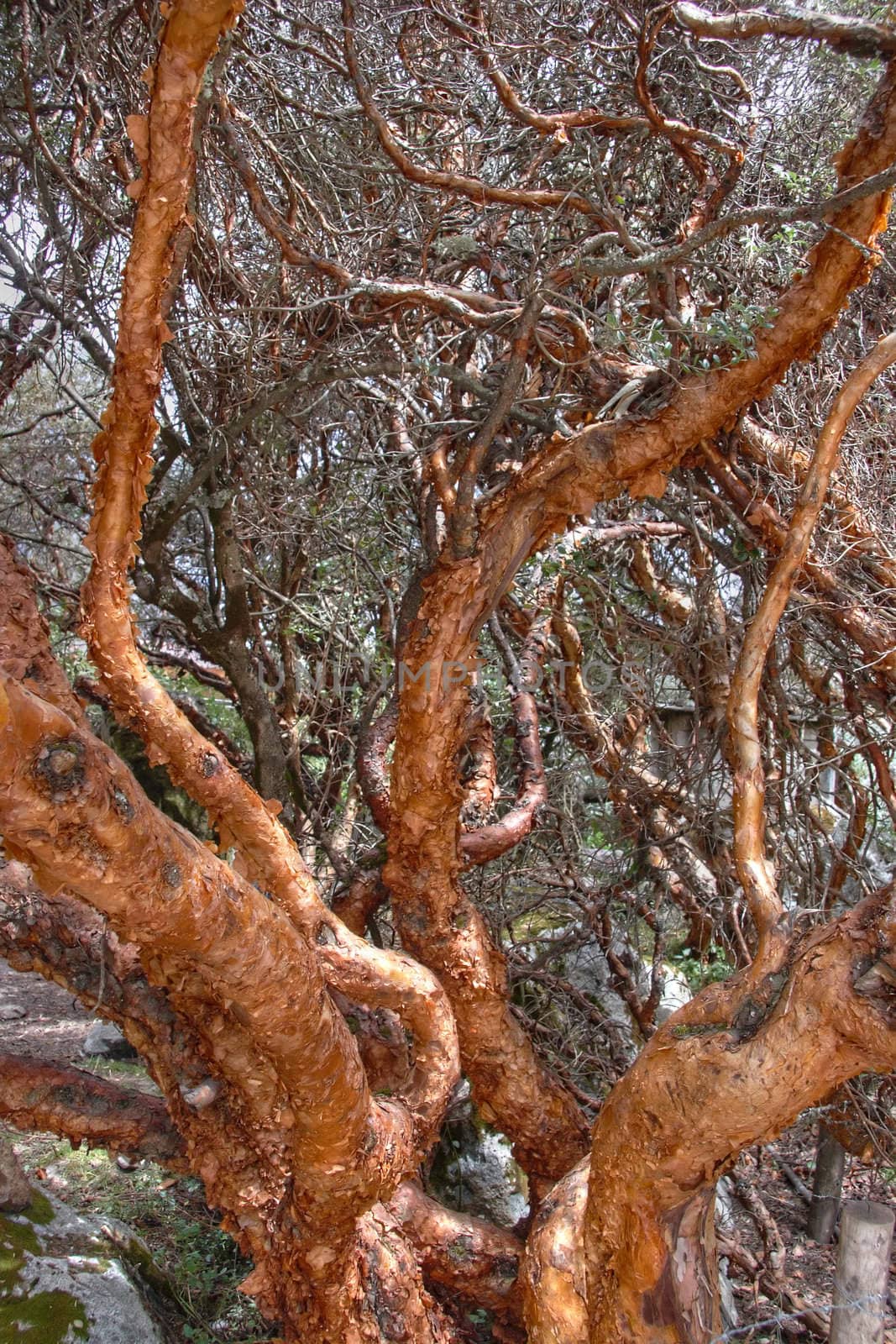 Quenual trees (Polylepis genus) - world highest-growing trees (up to 4800m in Andes)