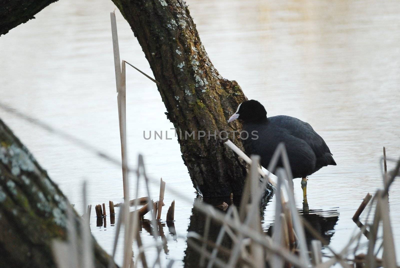 black water bird on the waterside of little lake