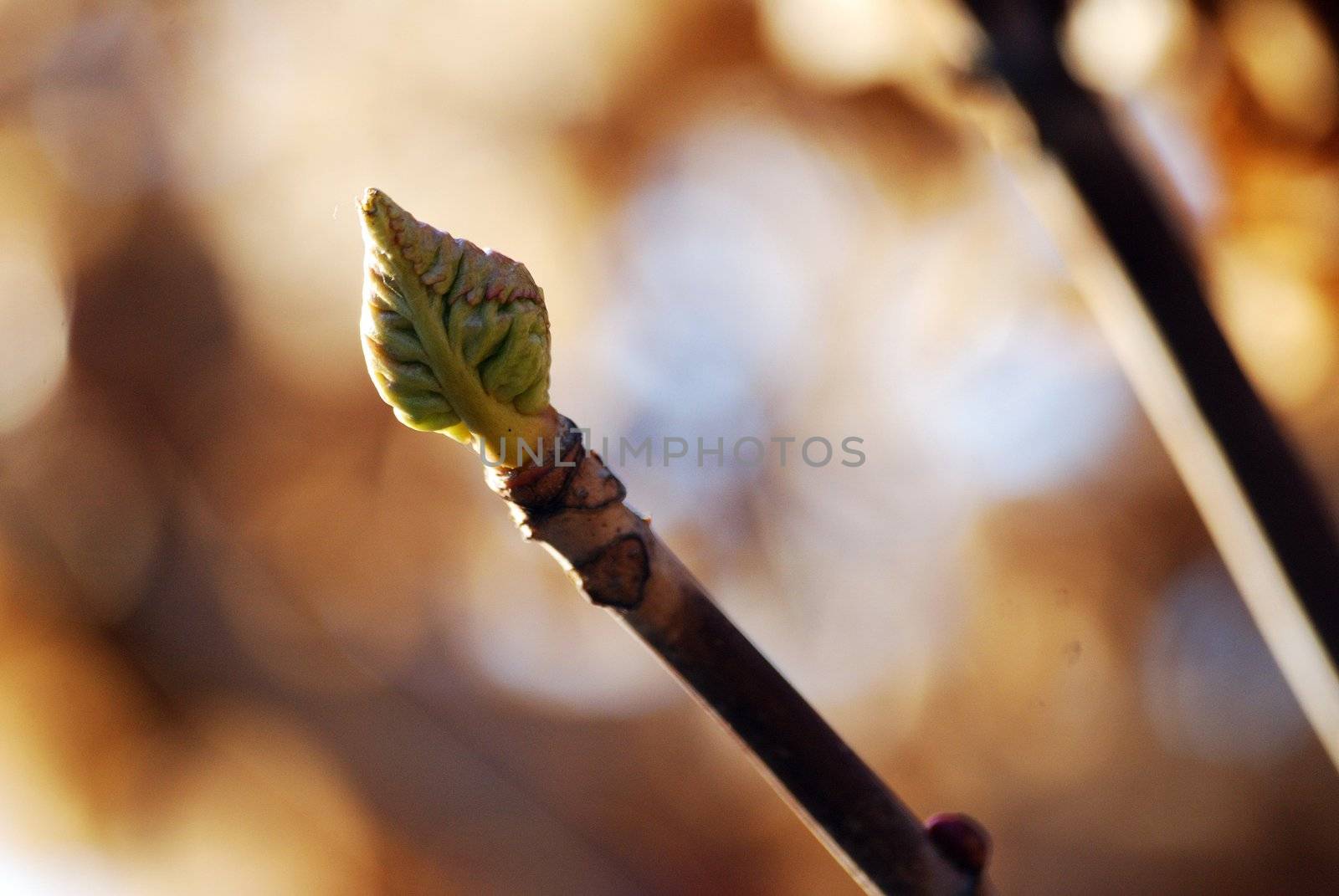 spring green bud on the top of the branch