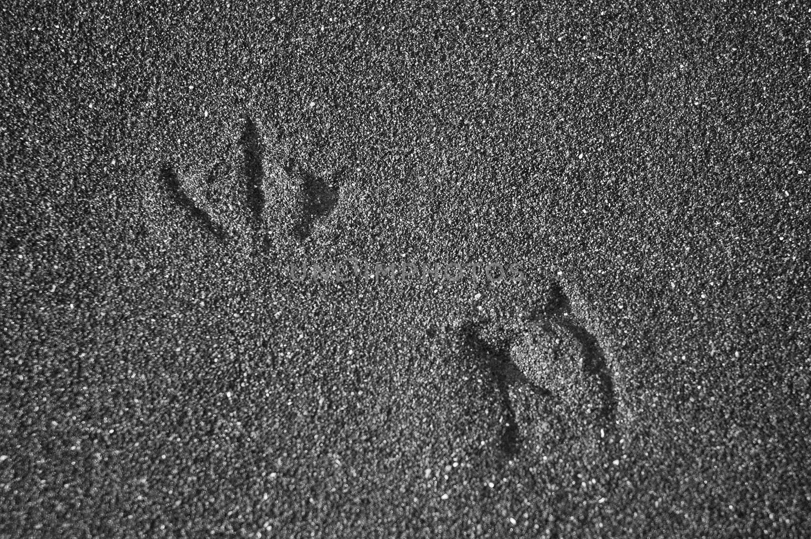 spoor of seagull in sand, horizontally framed shot