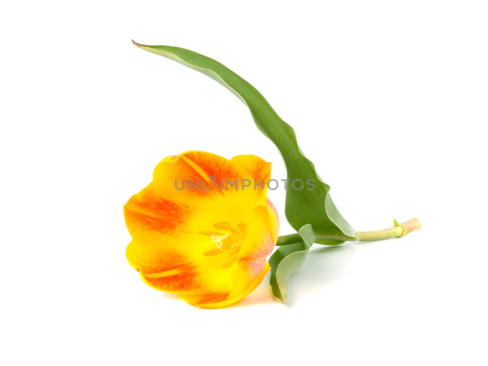 yellow or red tulip on white background