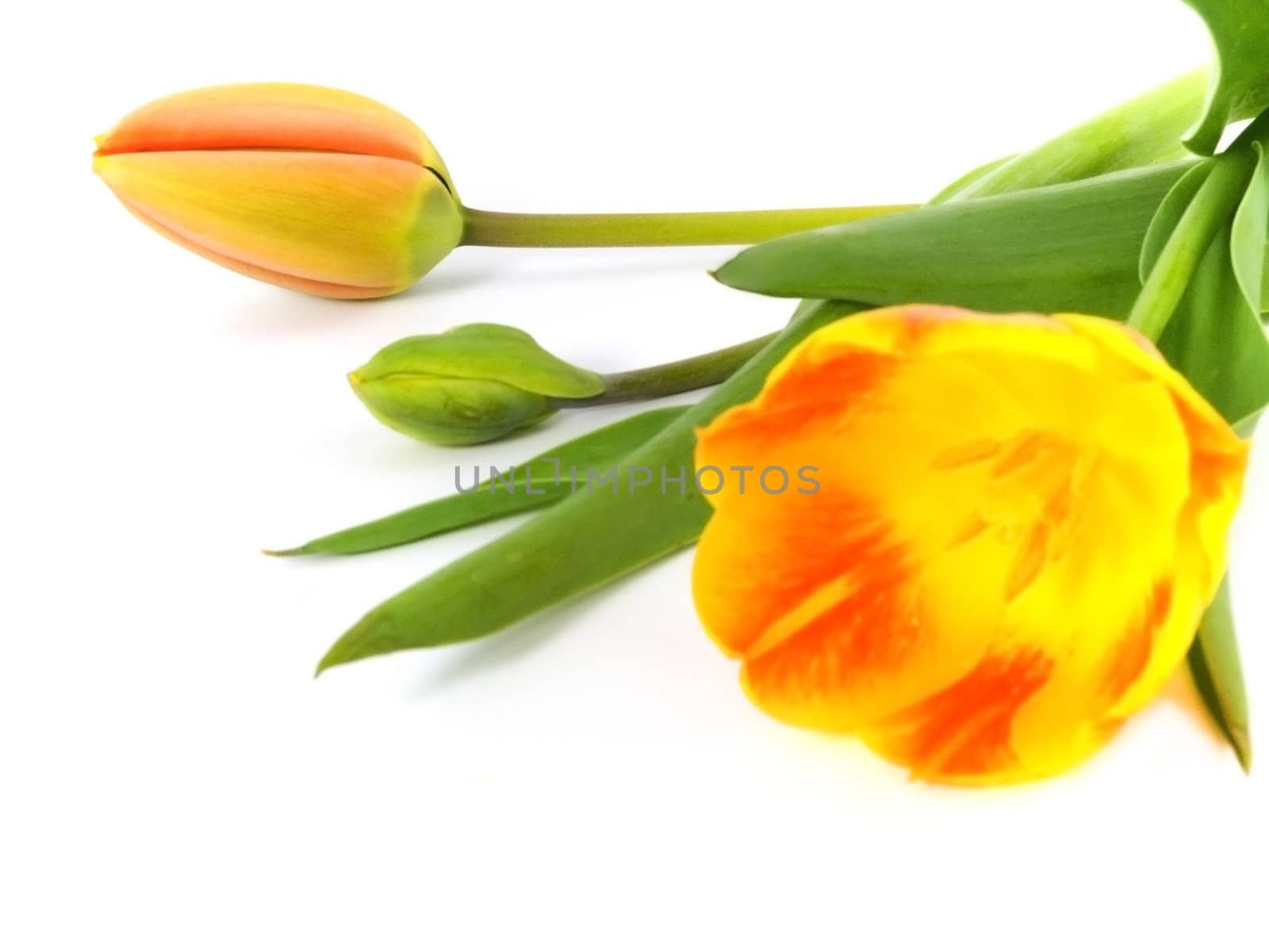 yellow or red tulip on white background