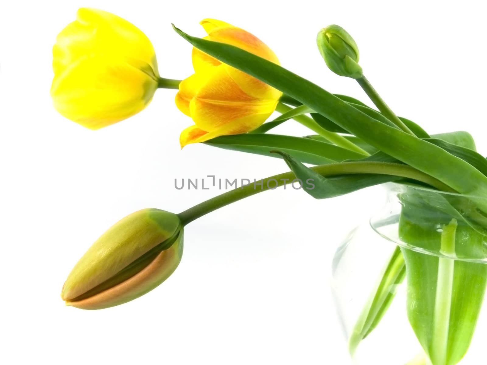 yellow or red tulip on white background