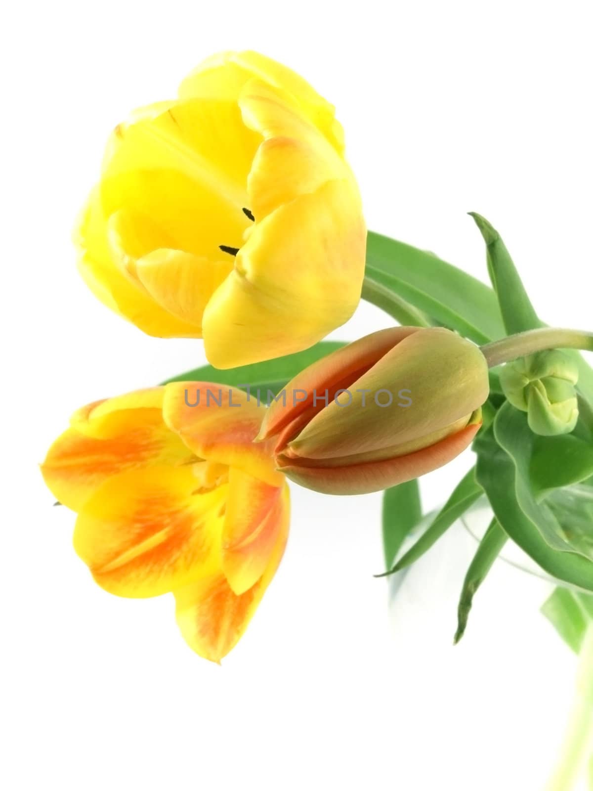 yellow or red tulip on white background