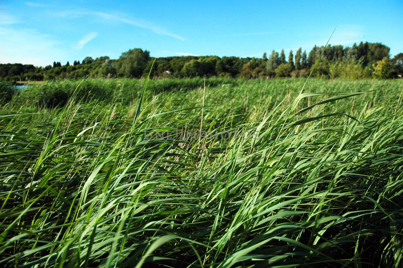 Sully lake with trees, blue sky and green reeds