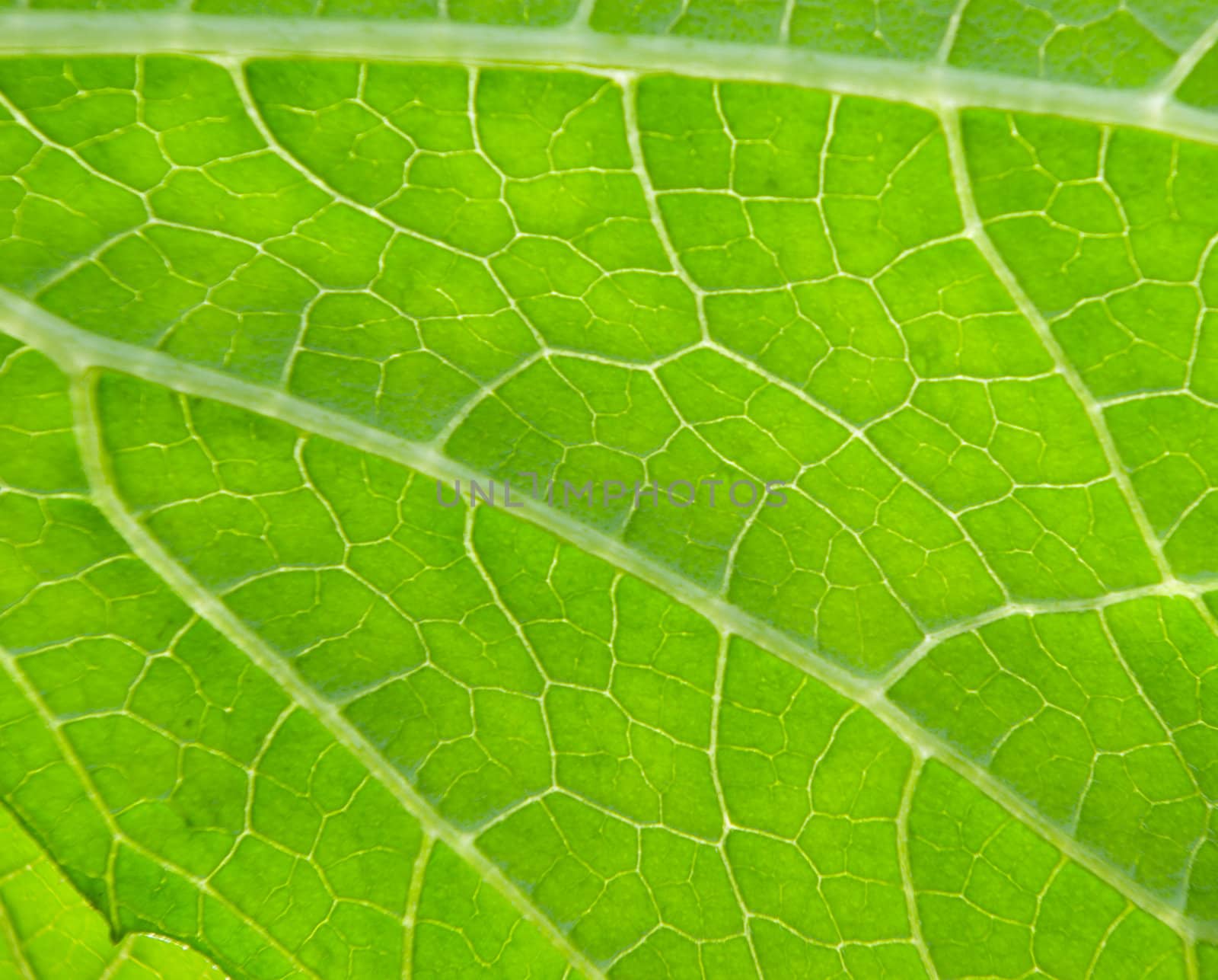 Texture of a green leaf in the sunlight .close up