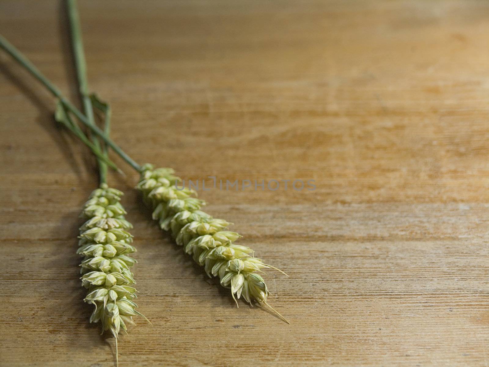 close-up of fresh green ears on the table