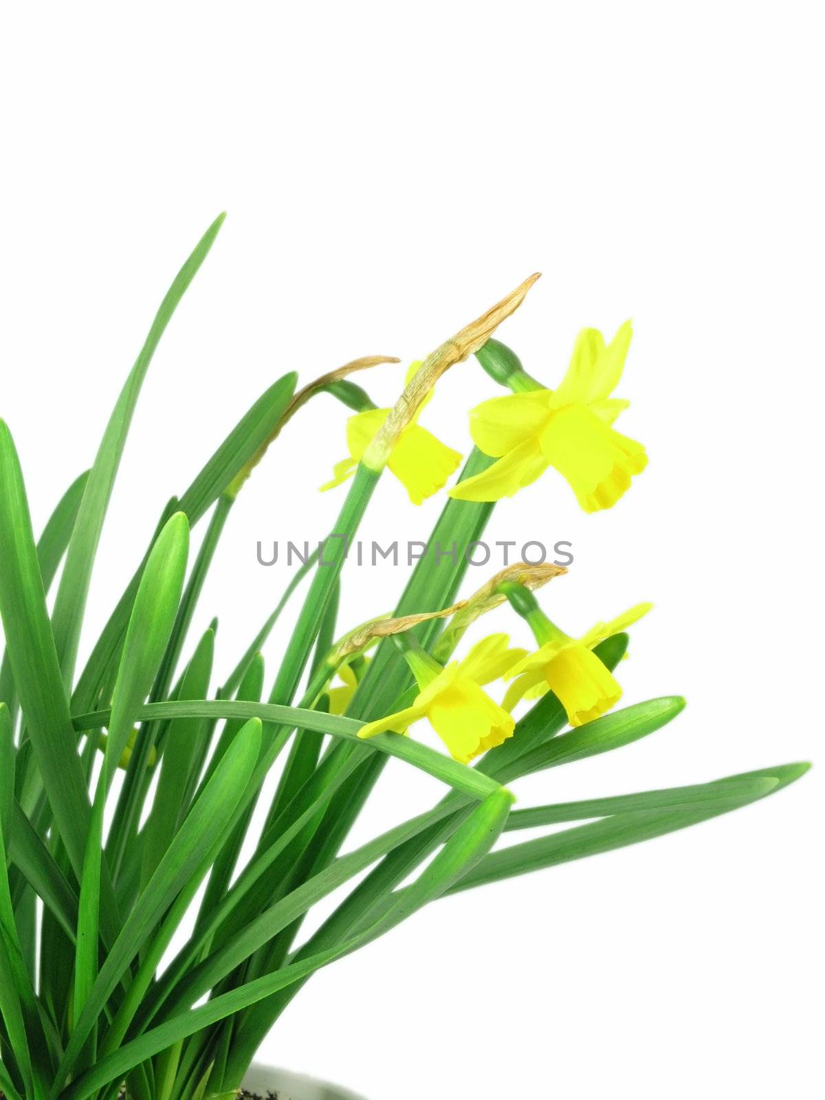 yellow jonquils isolated on blue background