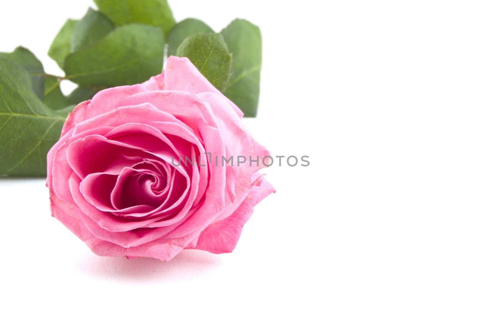 pink rose isolated on a white background