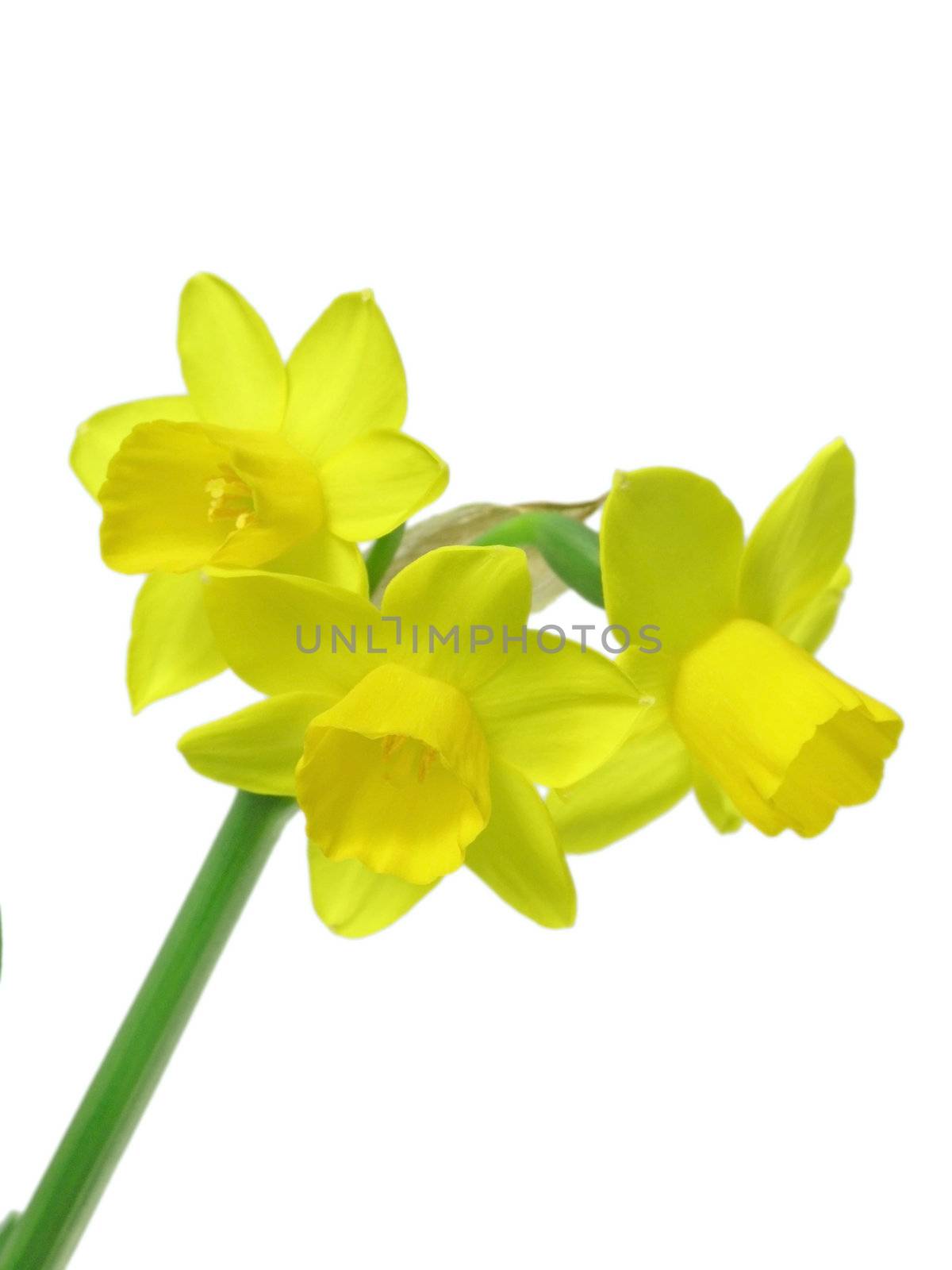 yellow jonquils isolated on blue background