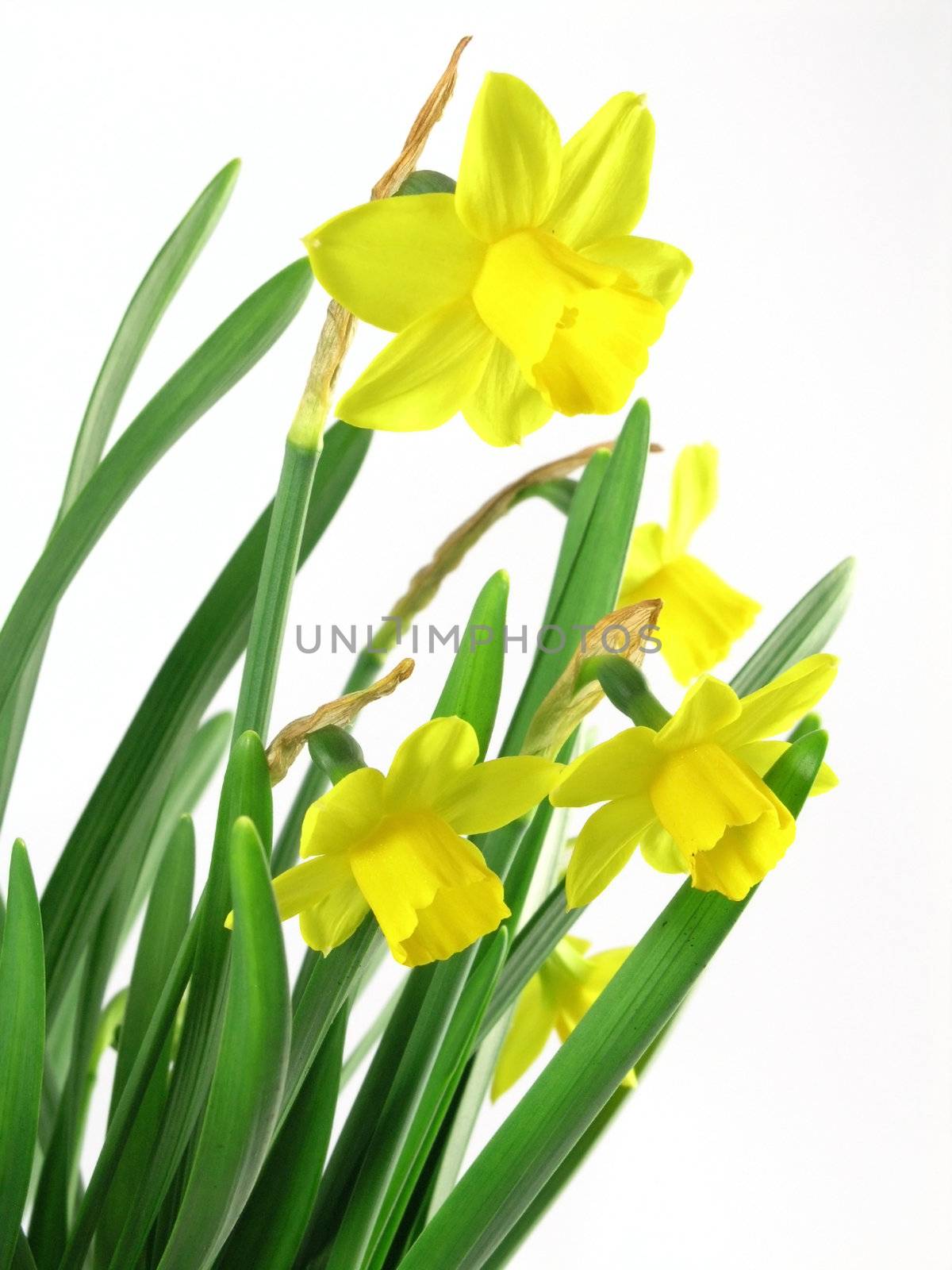 yellow jonquils isolated on blue background