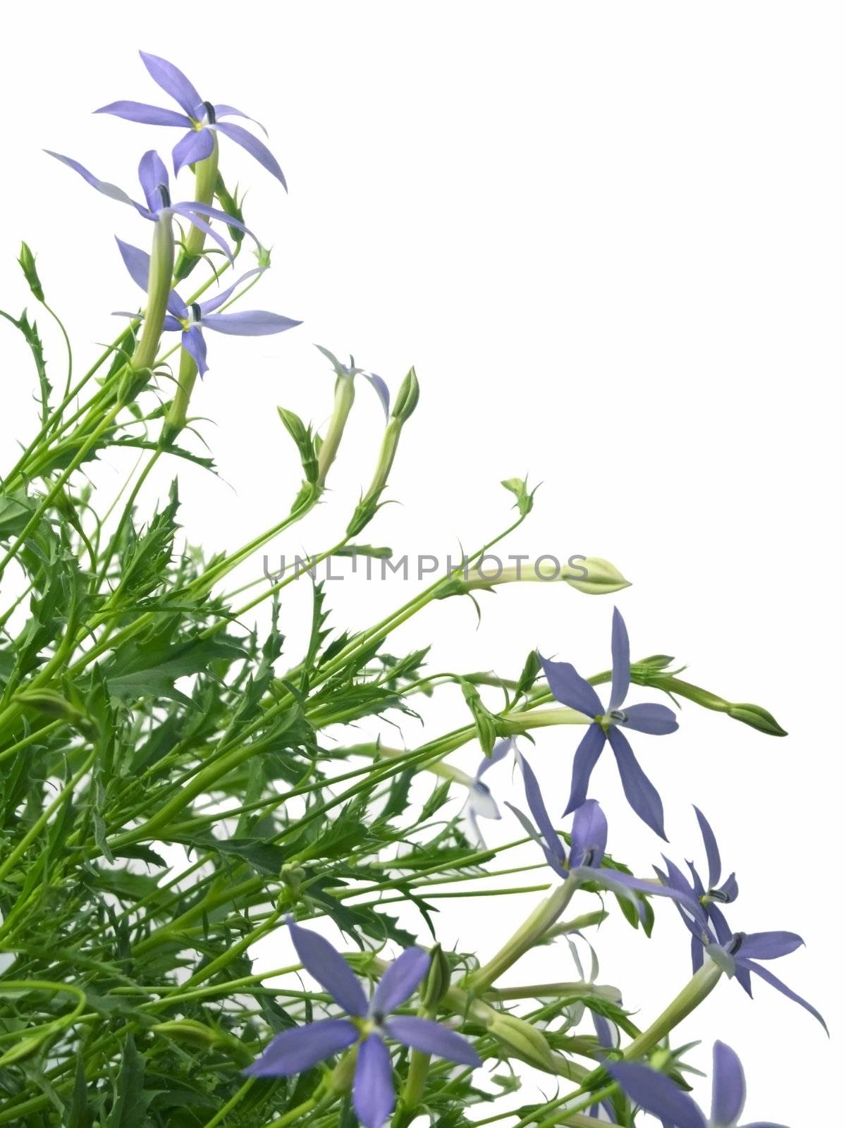 blue star (Laurentia axillaries) isolated on white background