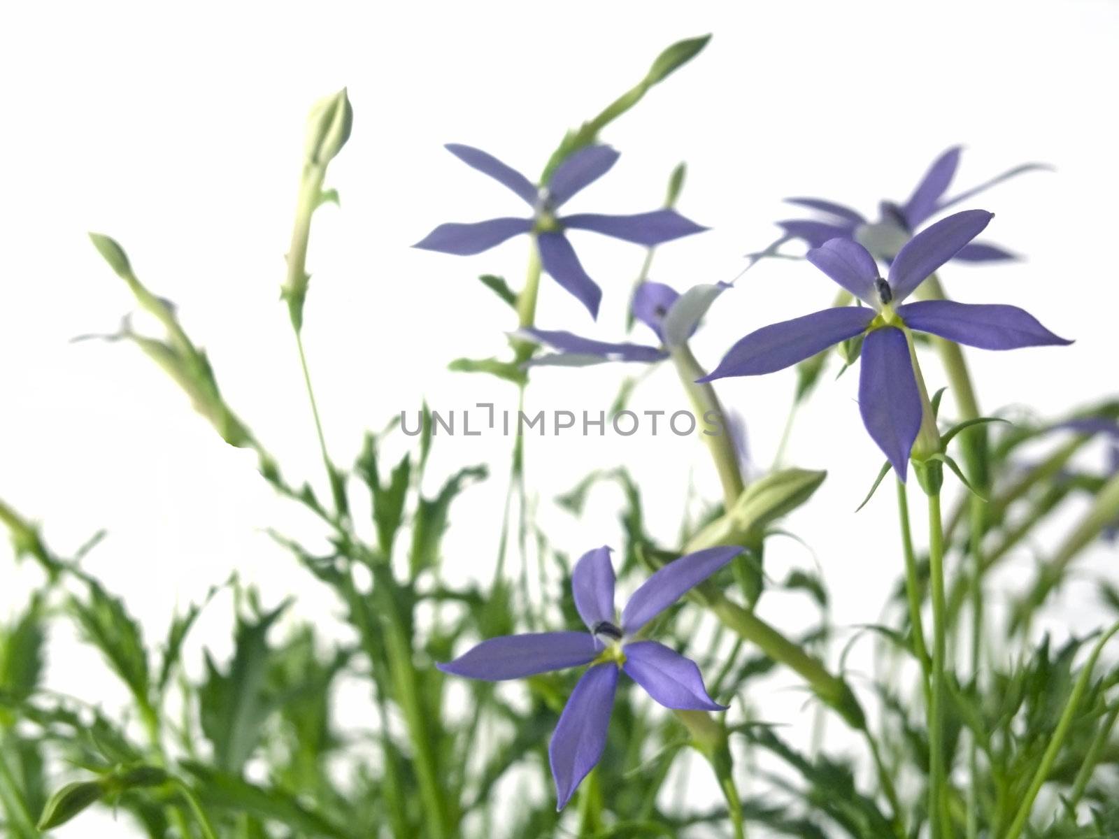 blue star (Laurentia axillaries) isolated on white background