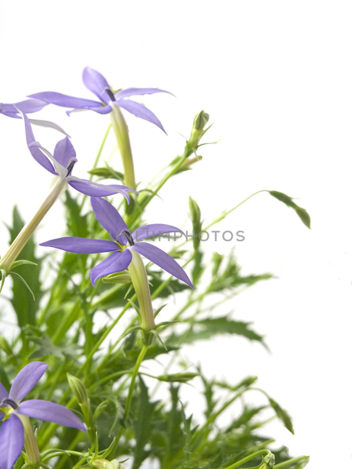 blue star (Laurentia axillaries) isolated on white background