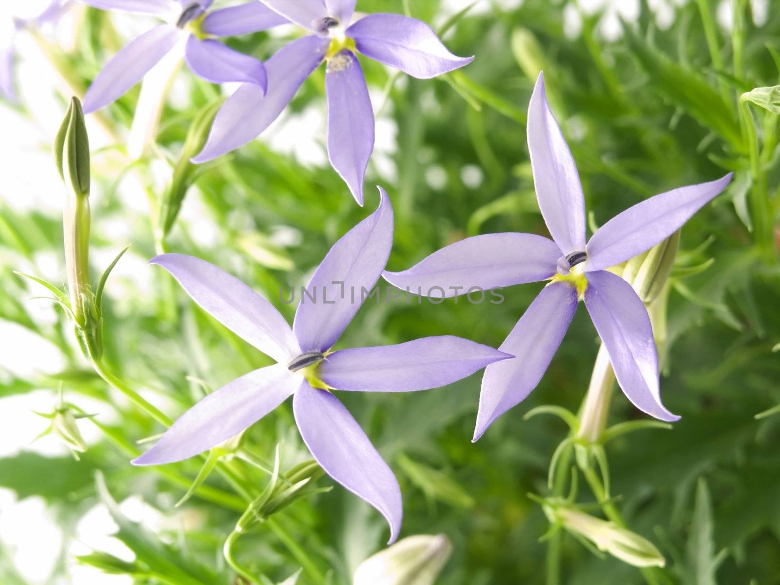 blue star (Laurentia axillaries) isolated on white background