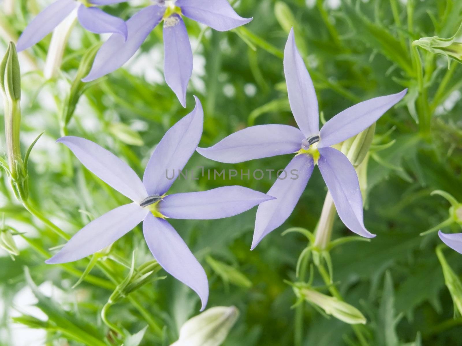 blue star (Laurentia axillaries) isolated on white background