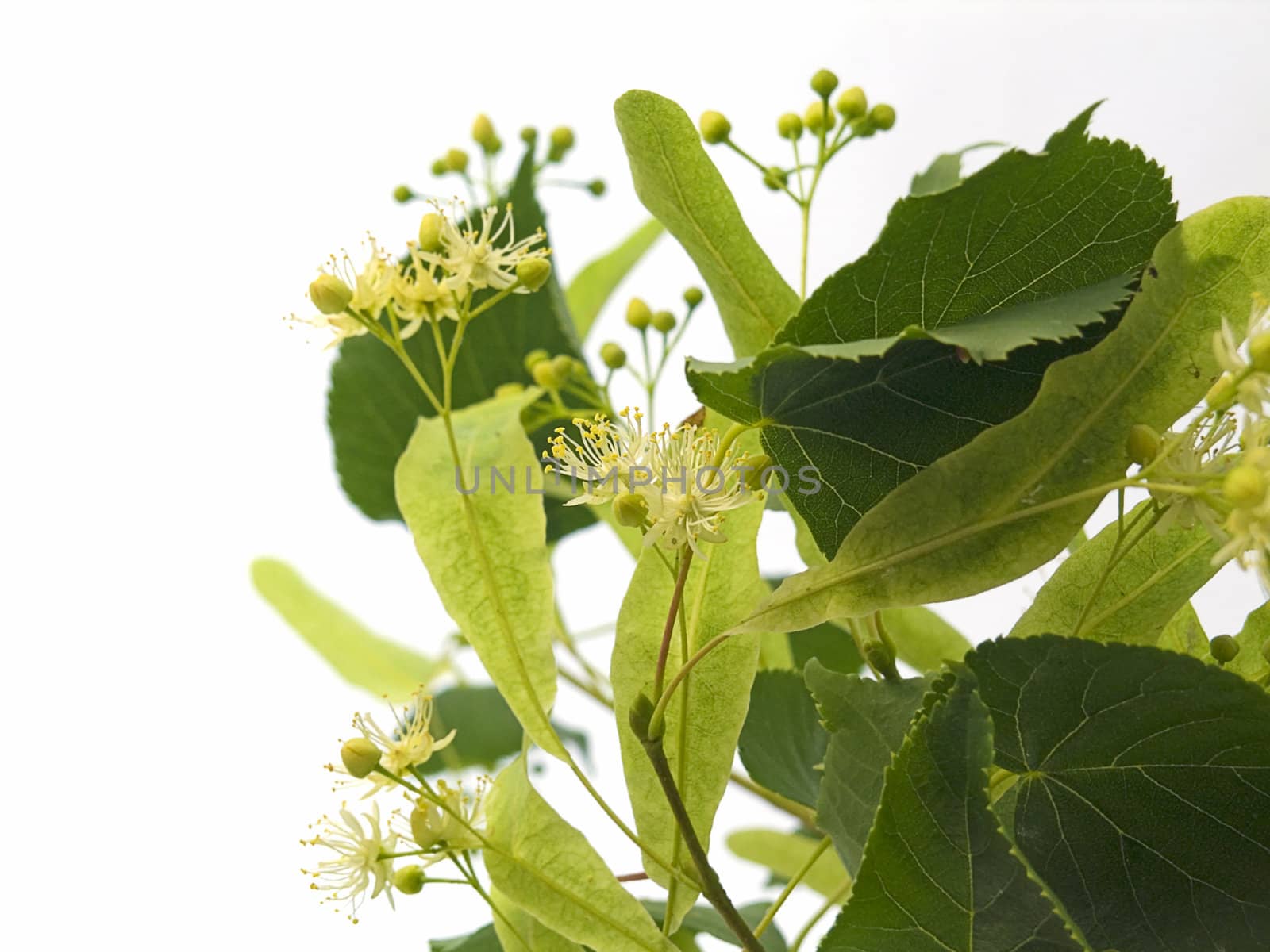 Branch and fruits of lime blossom isolated in a white background